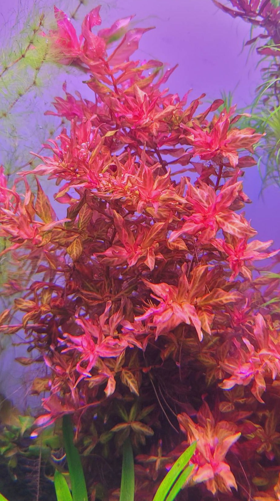 Rotala Macranda Variagated