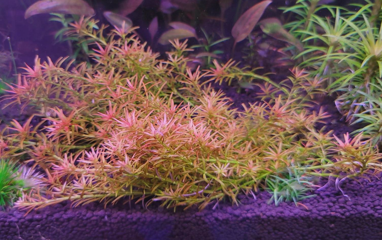 Rotala mexicana 'Goias'
