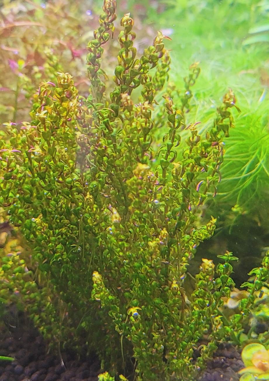 Rotala Pearl type 2