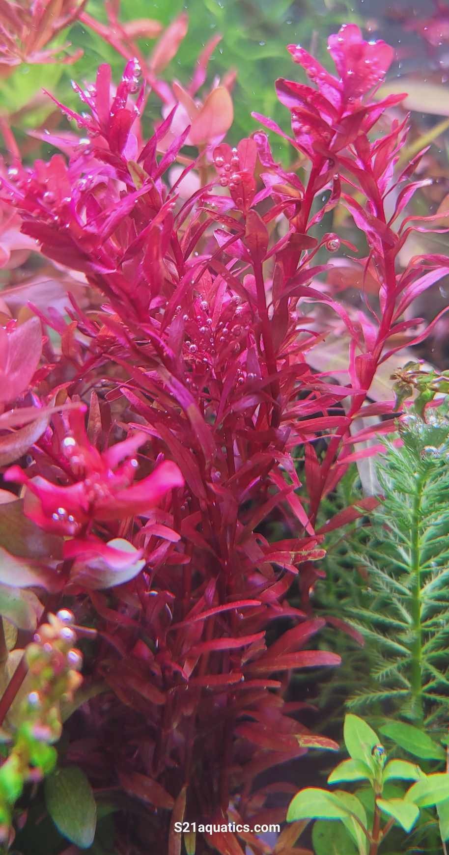 Rotala Singapore Blood Red