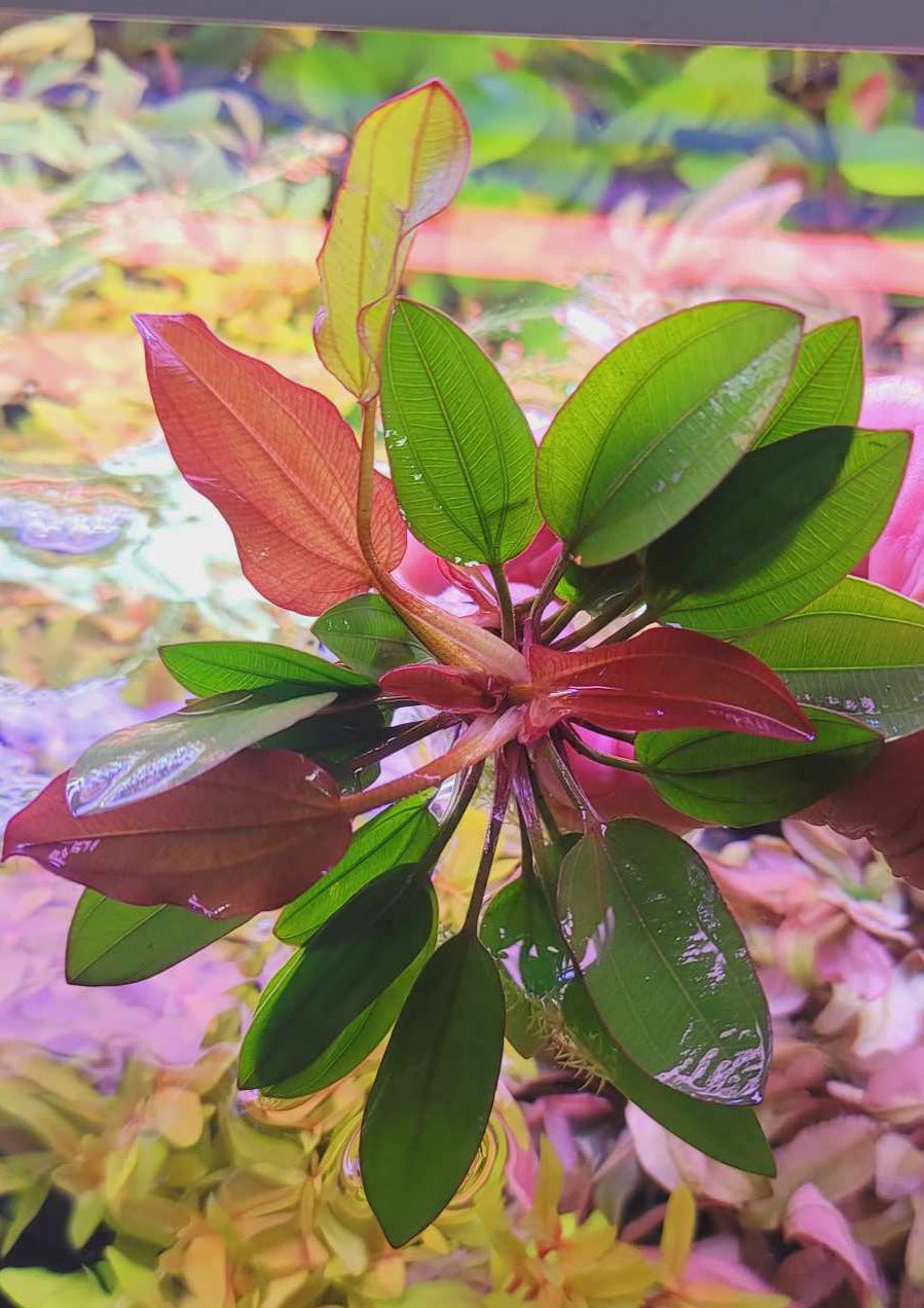 Echinodorus Small Bear