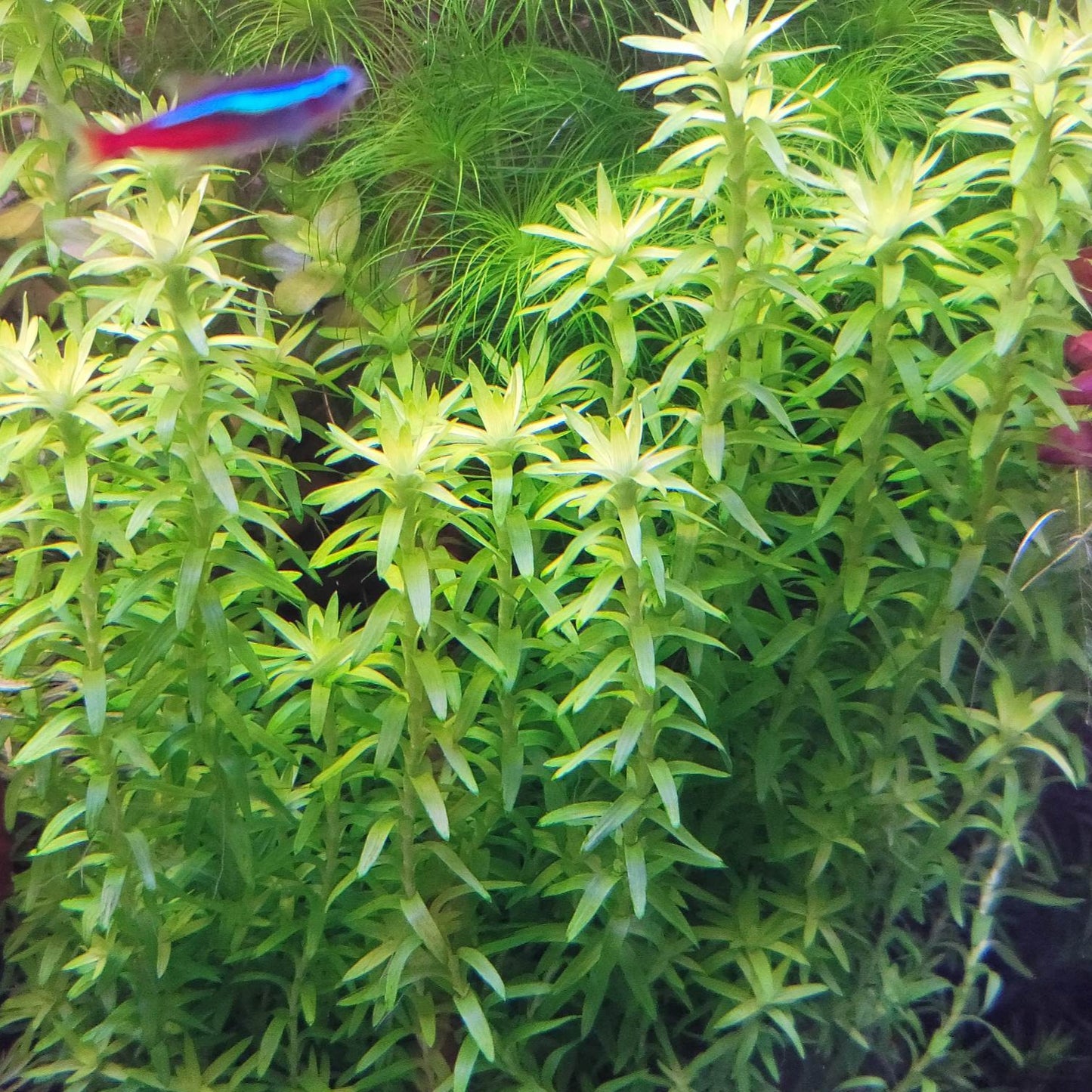 Tonina fluviatilis 'Tocantins'