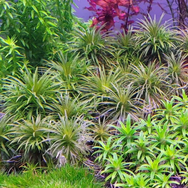 Syngonanthus Vichada