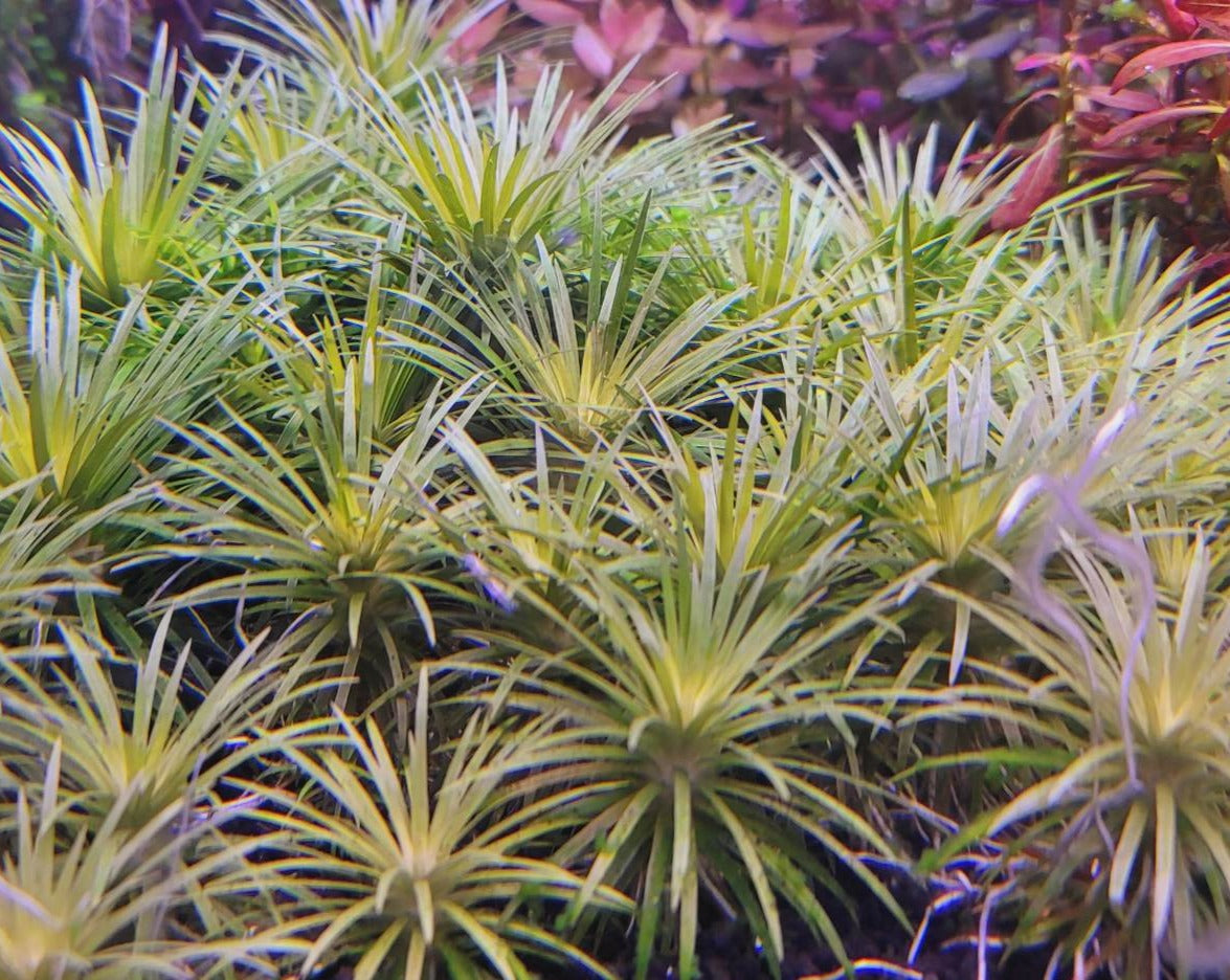 Syngonanthus Vichada