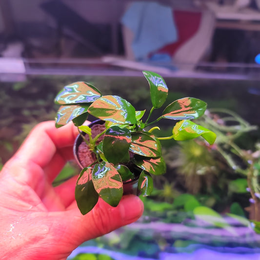 Anubias barteri var nana paxing