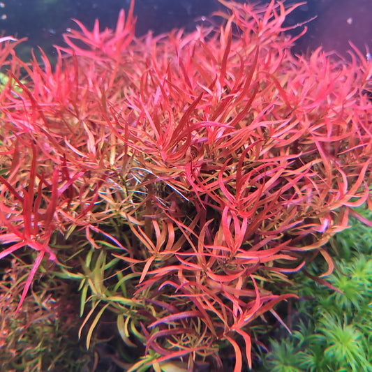 Hedyotis Borneo Orange