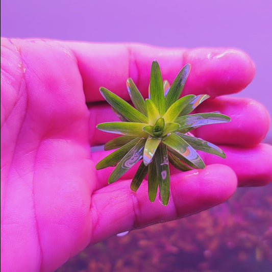 Syngonanthus sp. La Lindosa