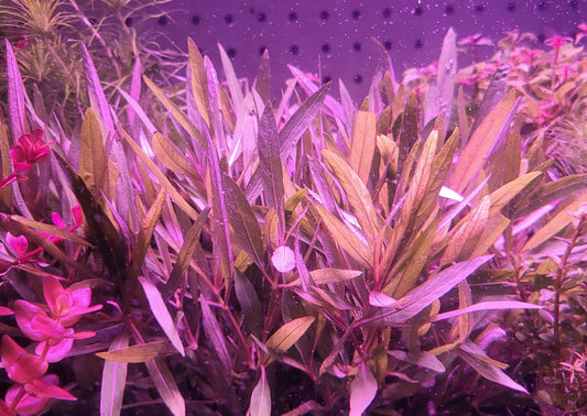 Hygrophila Lancea 'Araguaia'