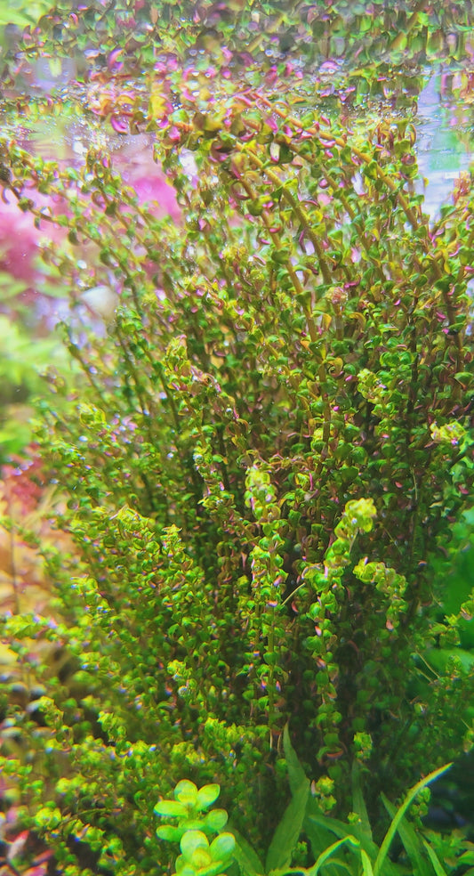 Rotala Mini Pearl Type 1
