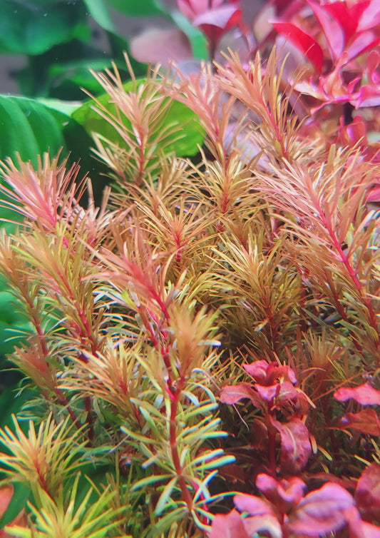 Rotala Wallichii