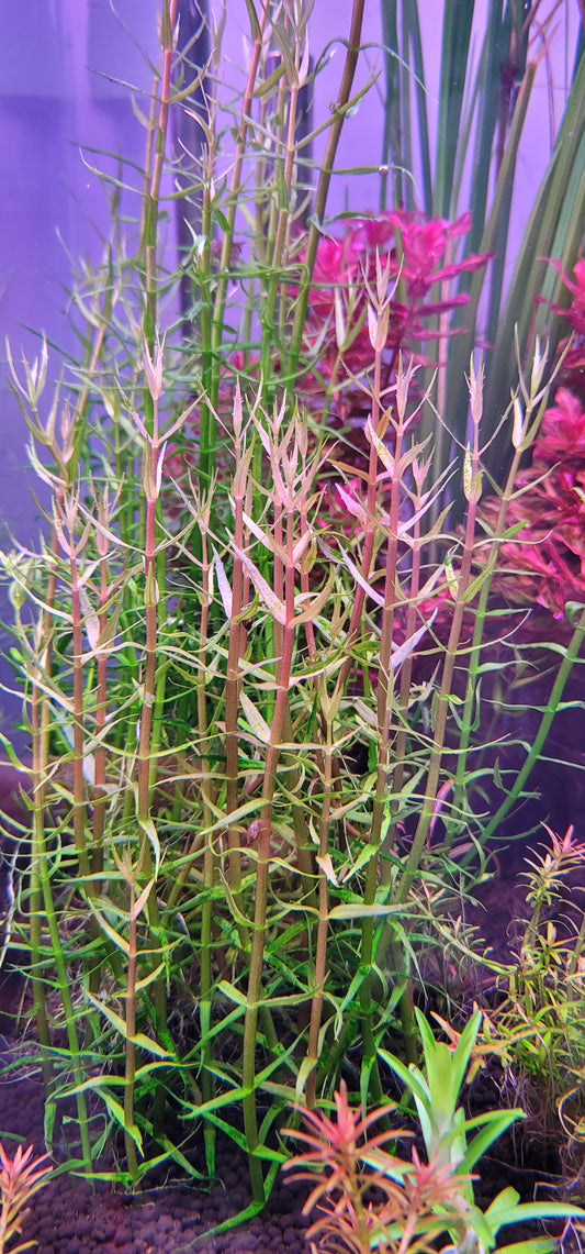 Gratiola brevifolia