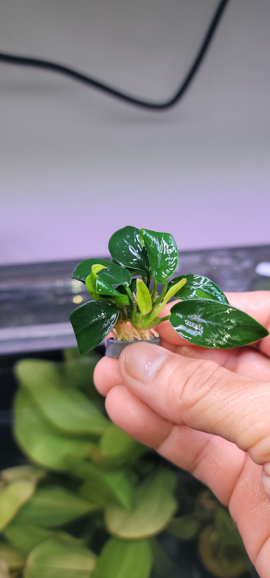 Anubias Barteri Nana