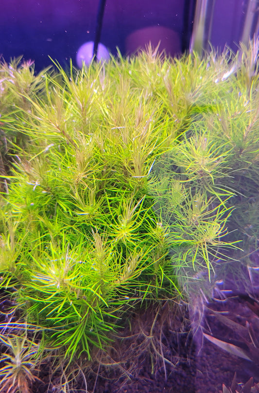 Pogostemon Erectus