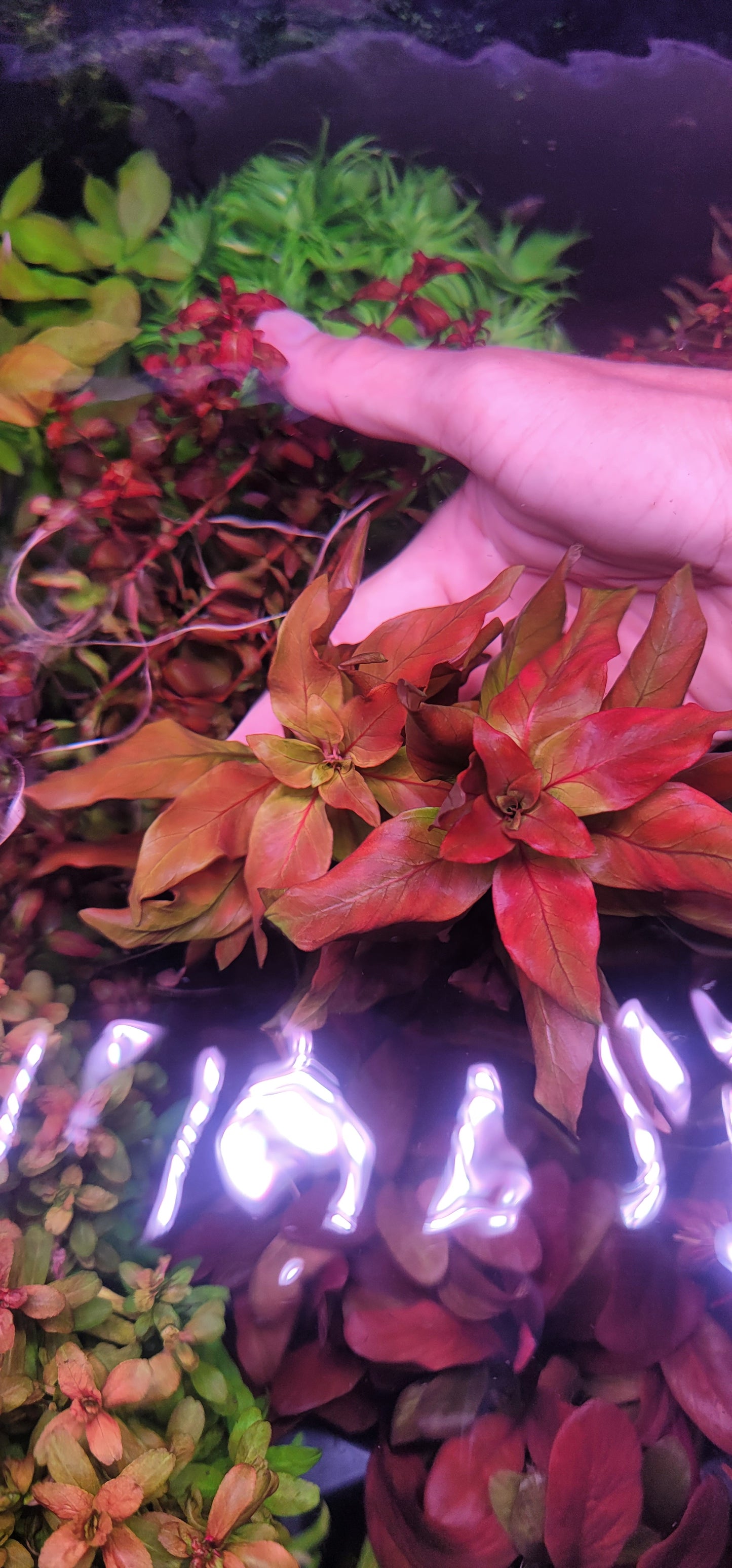 Ludwigia polycarpa