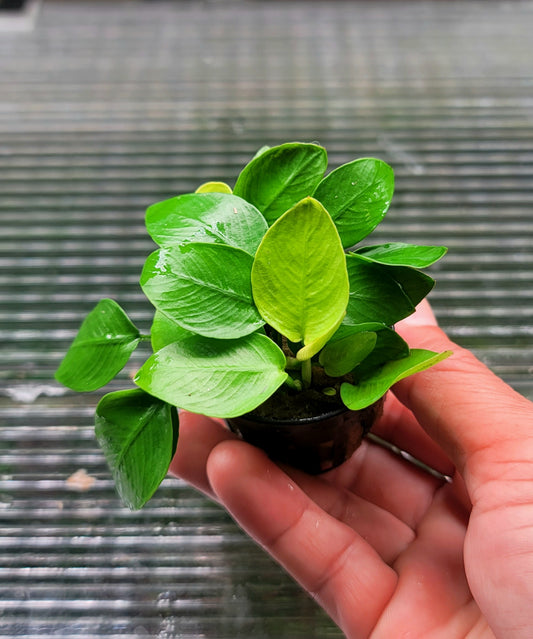 Anubias barteri var nana (Golden)