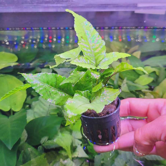 Bolbitis heteroclite asiatica