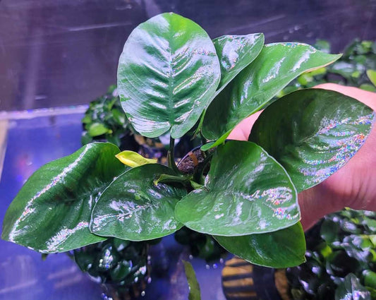 Anubias barteri butterfly