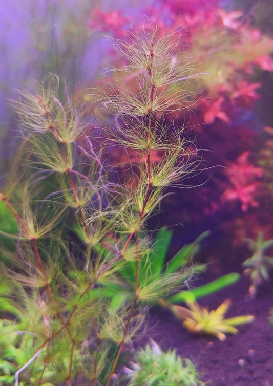 Eleocharis Fluctuans