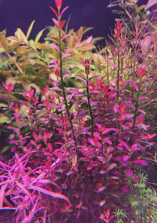 Rotala ramosior 'Florida'