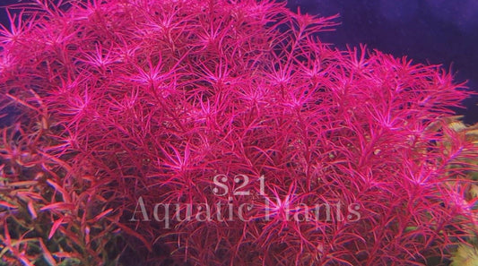 Rotala sp. Mexicana Red