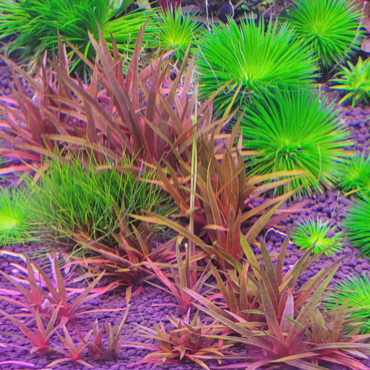 Eriocaulon Quinquangulare (Emersed)