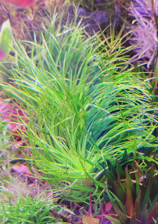 Eriocaulon sp 'Goias'