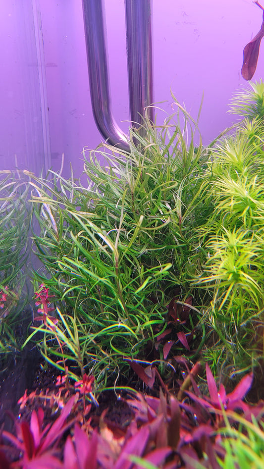 Staurogyne Stolonifera