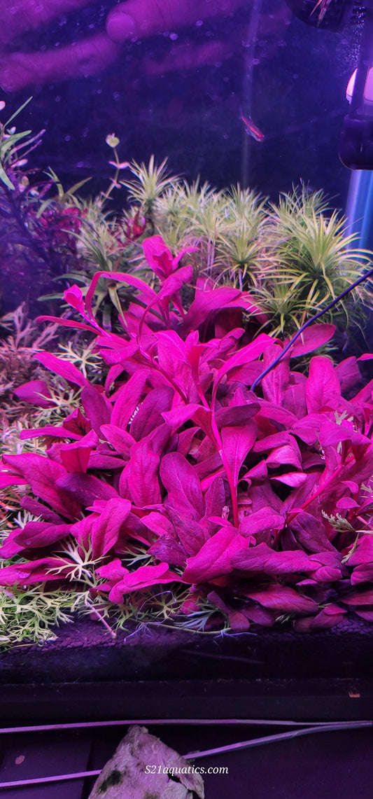 (Copy) Samulus Parviflorus