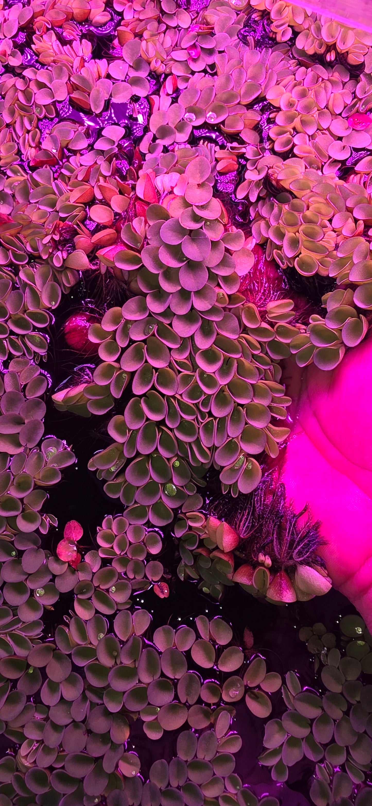 Salvania Cucullata Floating Plant