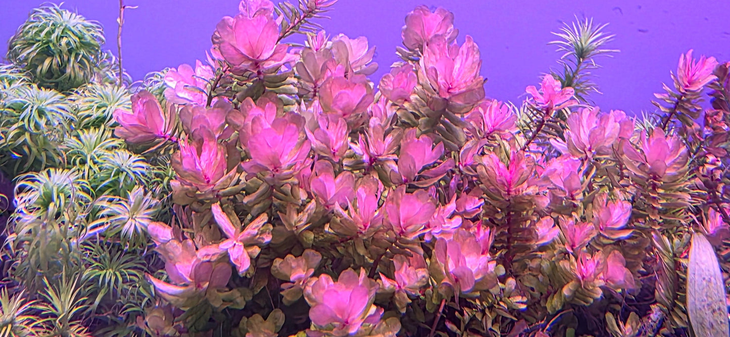 Rotala Tulunadenses