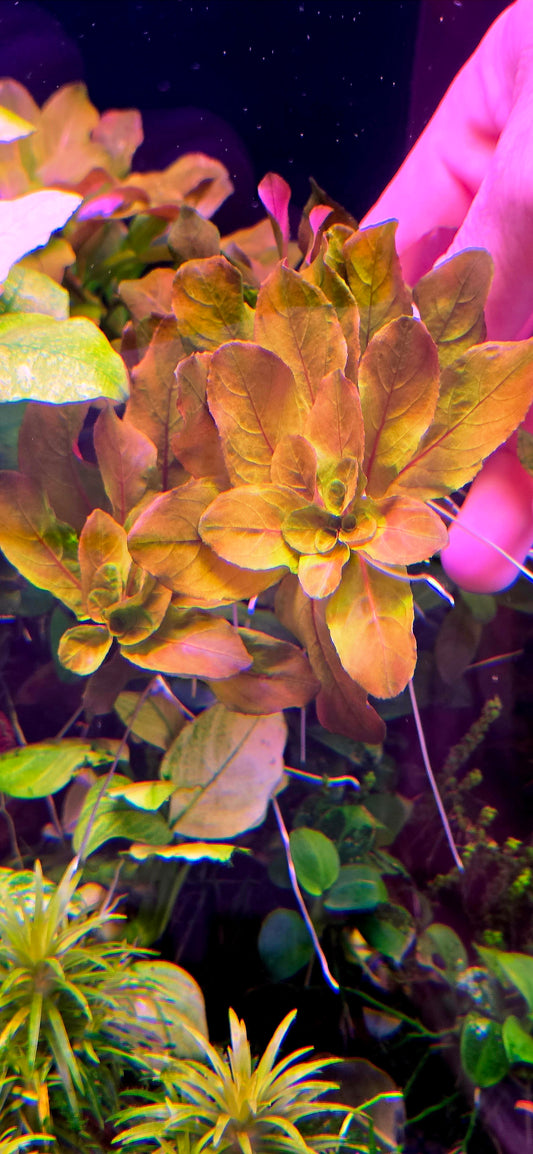 Ludwigia Sphaerocarpa