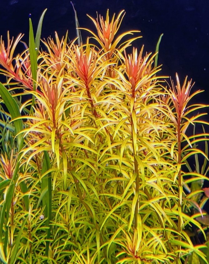 Rotala Mexicana Araguaia