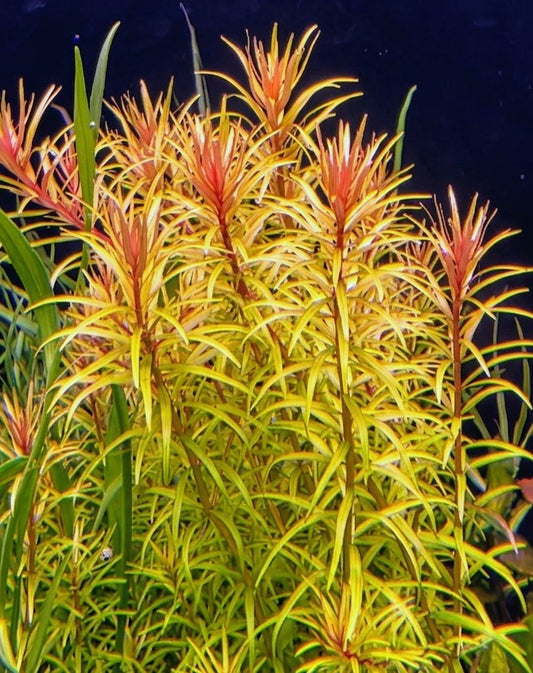Rotala Mexicana Araguaia