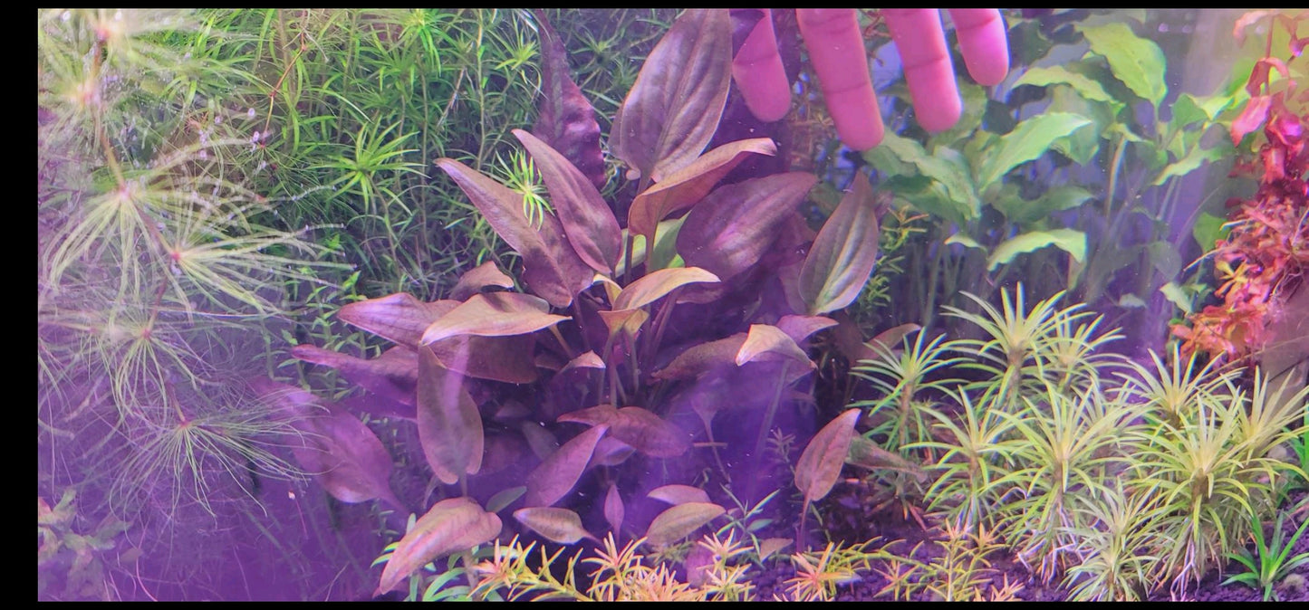 Cryptocoryne Pontederiifolia ‘Red Lips’