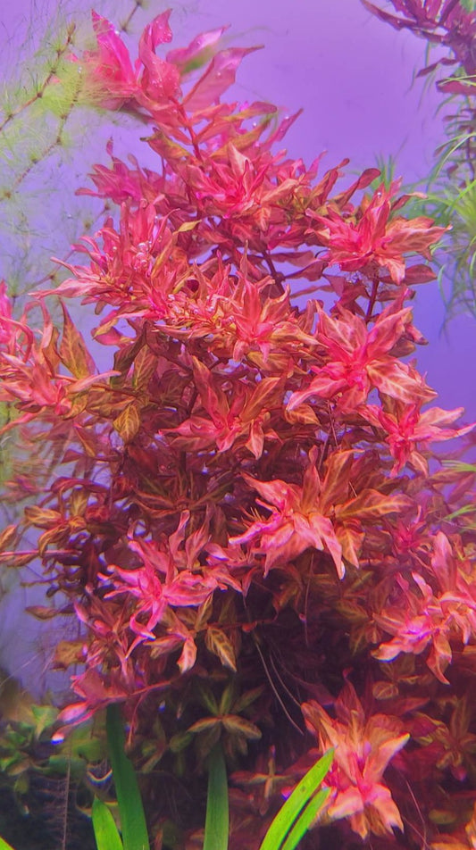 Rotala Macranda Variagated