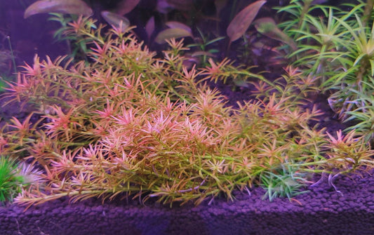 Rotala mexicana 'Goias'