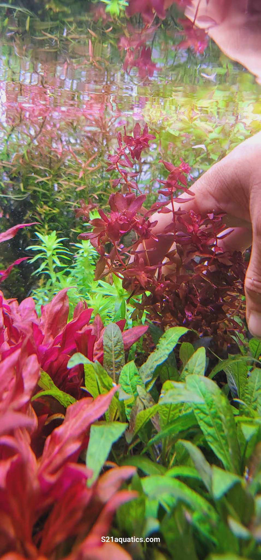 Rotala Macranda Mini Butterfly