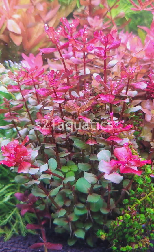 Rotala Yerabje